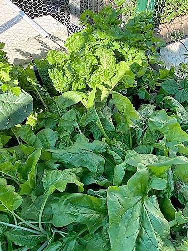 Spinach_1__WW4_w2_IMG_4892.jpg
