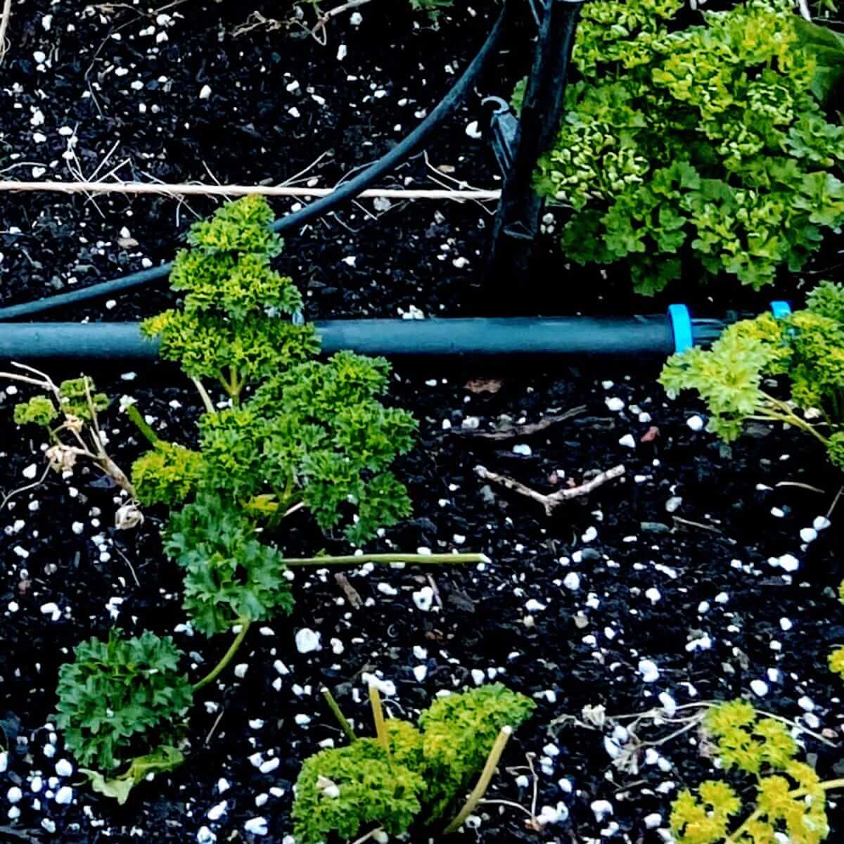 environment-sprinkler-watering-bed-IMG_2845.jpg