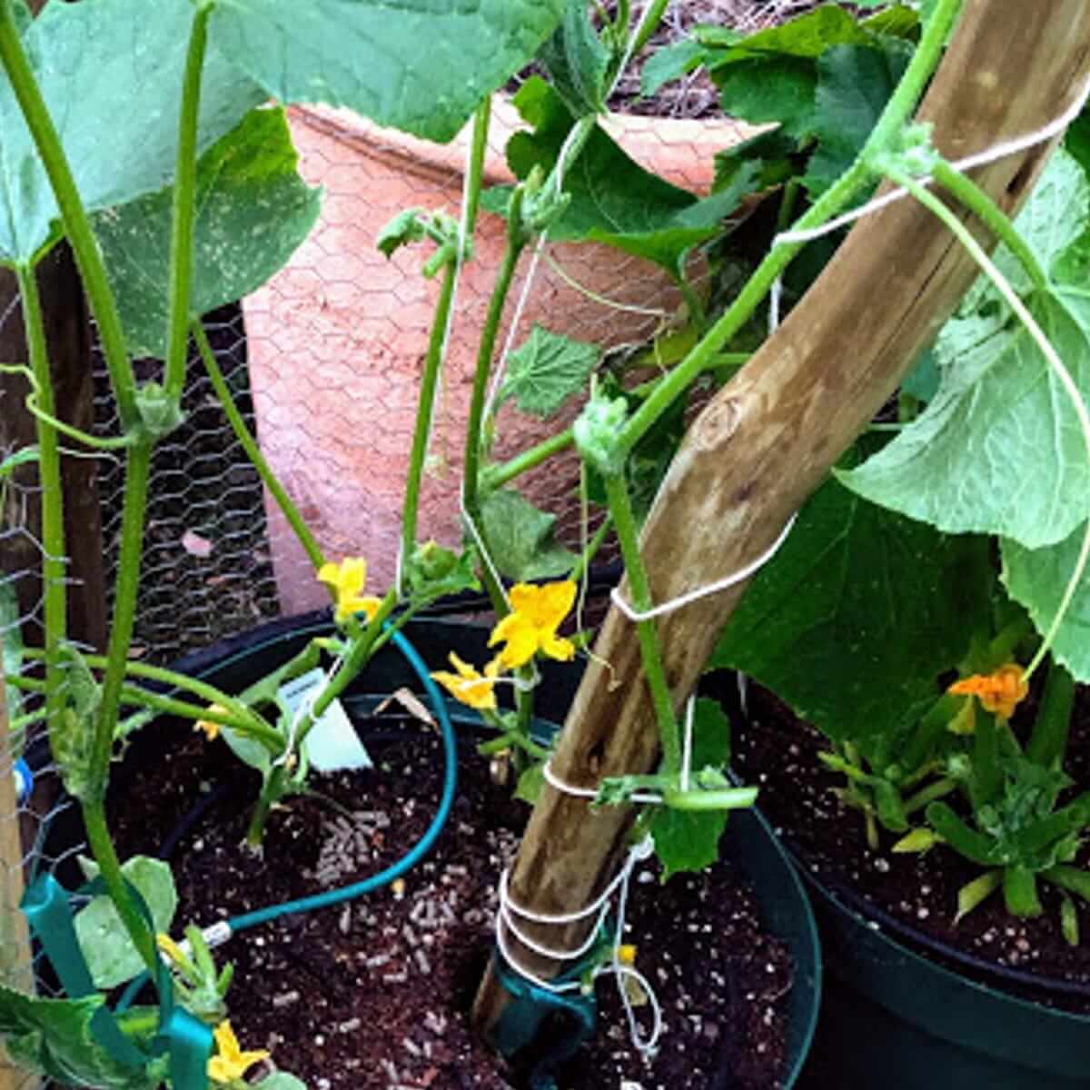 cucumer-young-potted.jpg