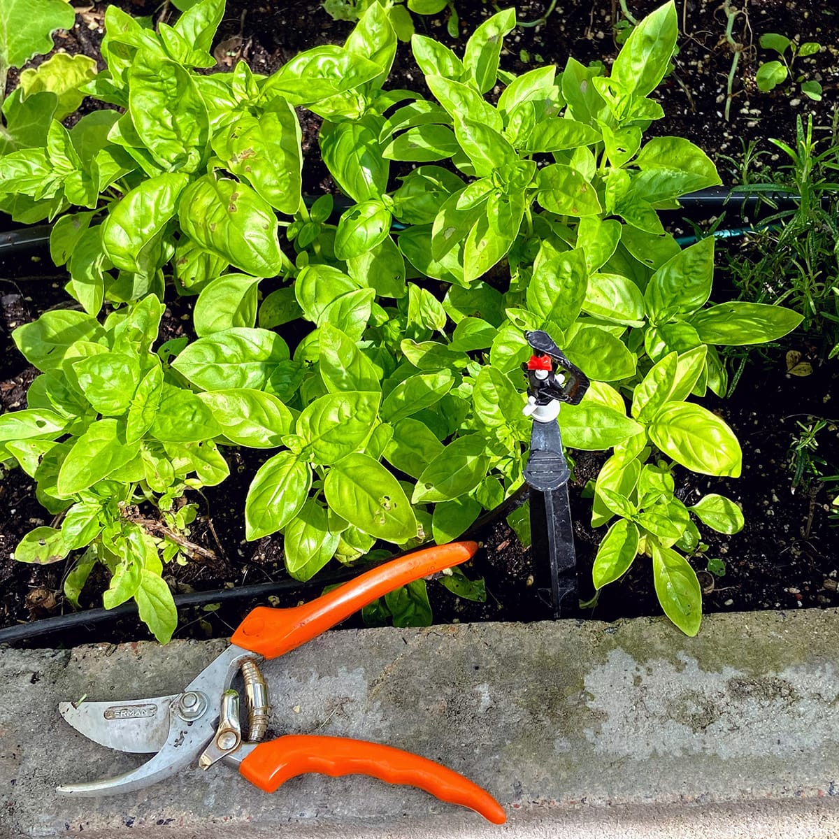 basil-trimmer-nov-7-IMG_1753.jpg