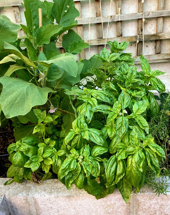 Basil_and_egg_plant_companion_planting.jpg