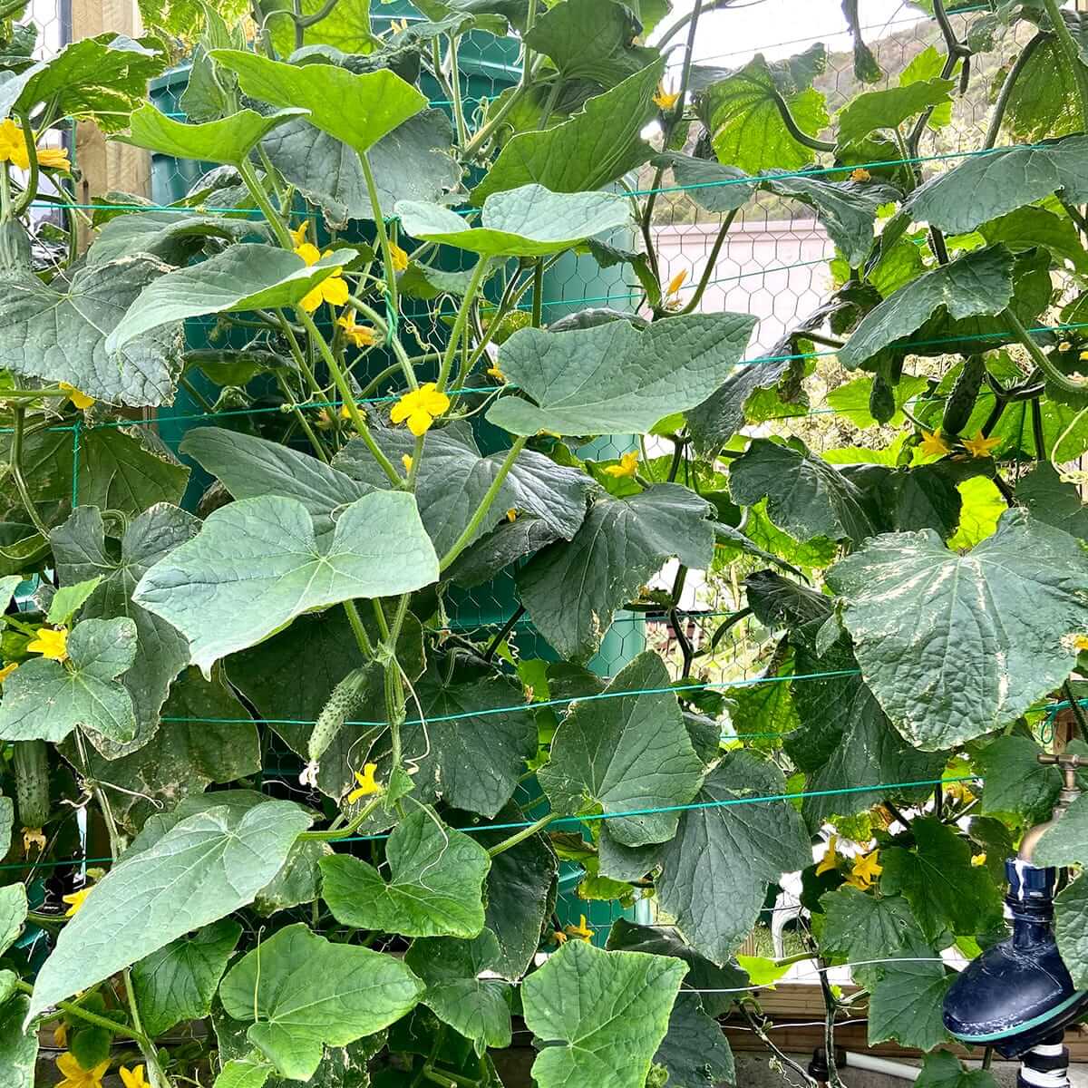 cucmbers-unchecked-growth-IMG_2344.jpg