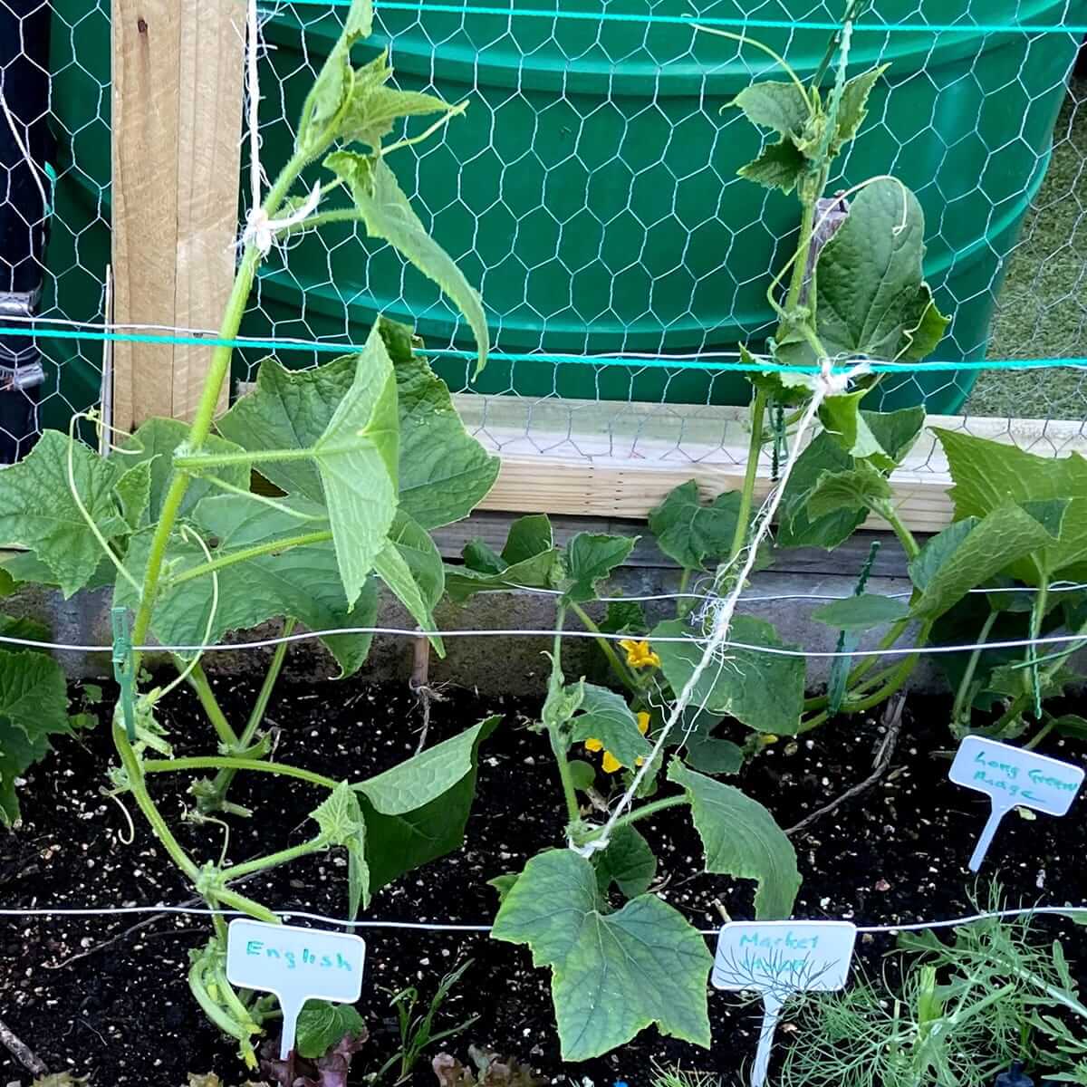 november-22-cucumber--FLOWERING.jpg