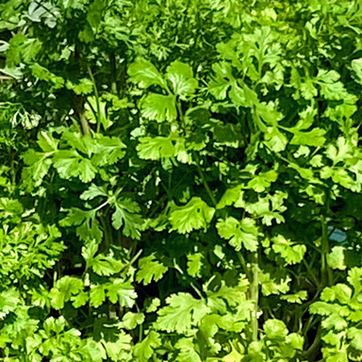 coriander-march-28-IMG_3285.jpg