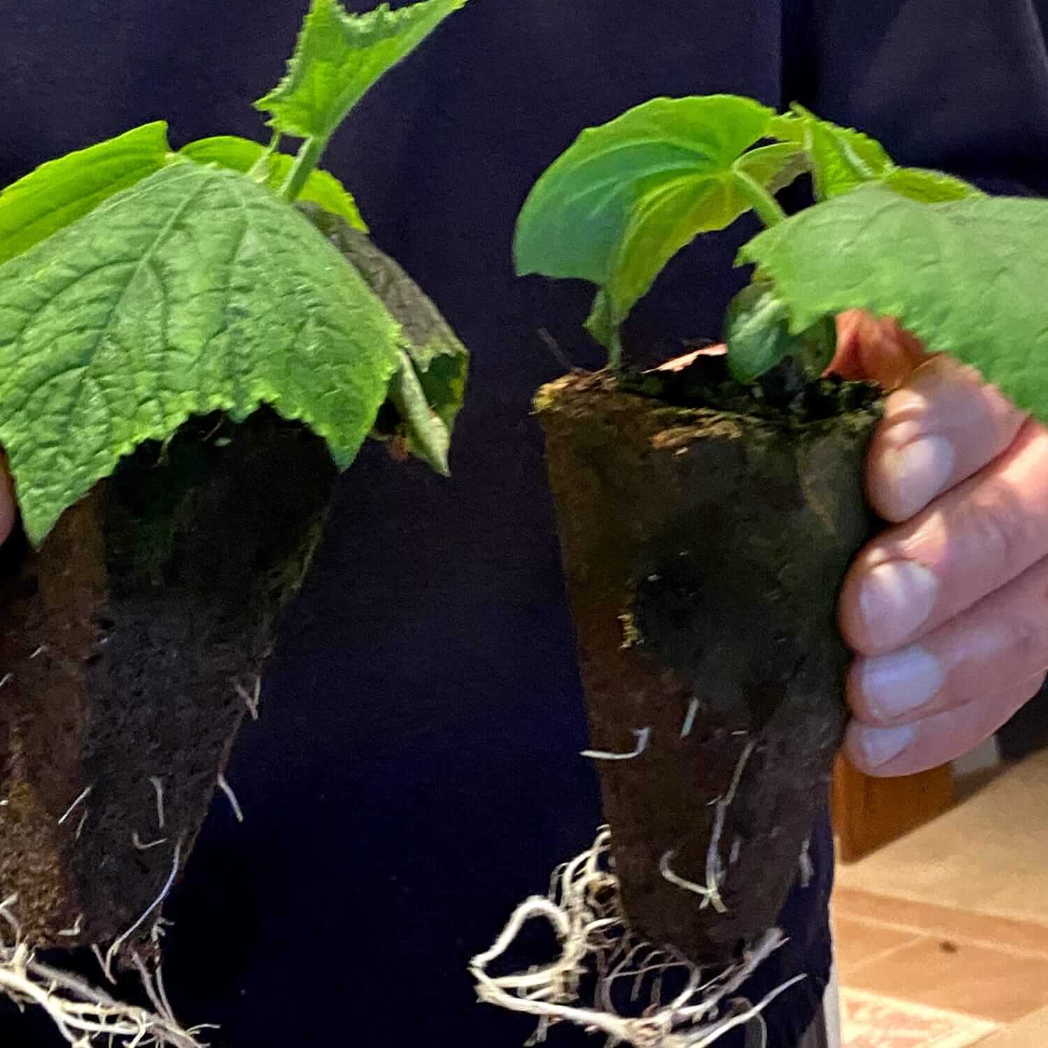 close-up-seedlings-stuart-hands.jpg