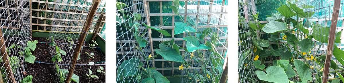 tryptic-trellisiong-cucumber.jpg