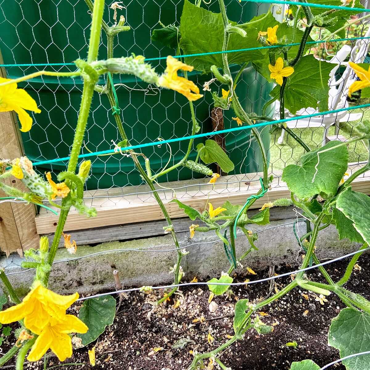 cucumber-growing-lots-flowersIMG_2362.jpg