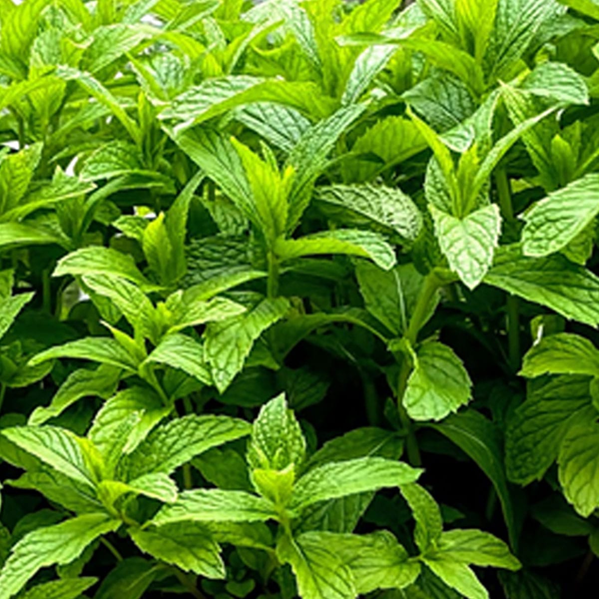 Mint_in_full_container_IMG_3027.jpg