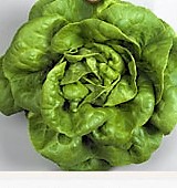 Lettuce_nonhybrid-butterheadlettuce.jpg