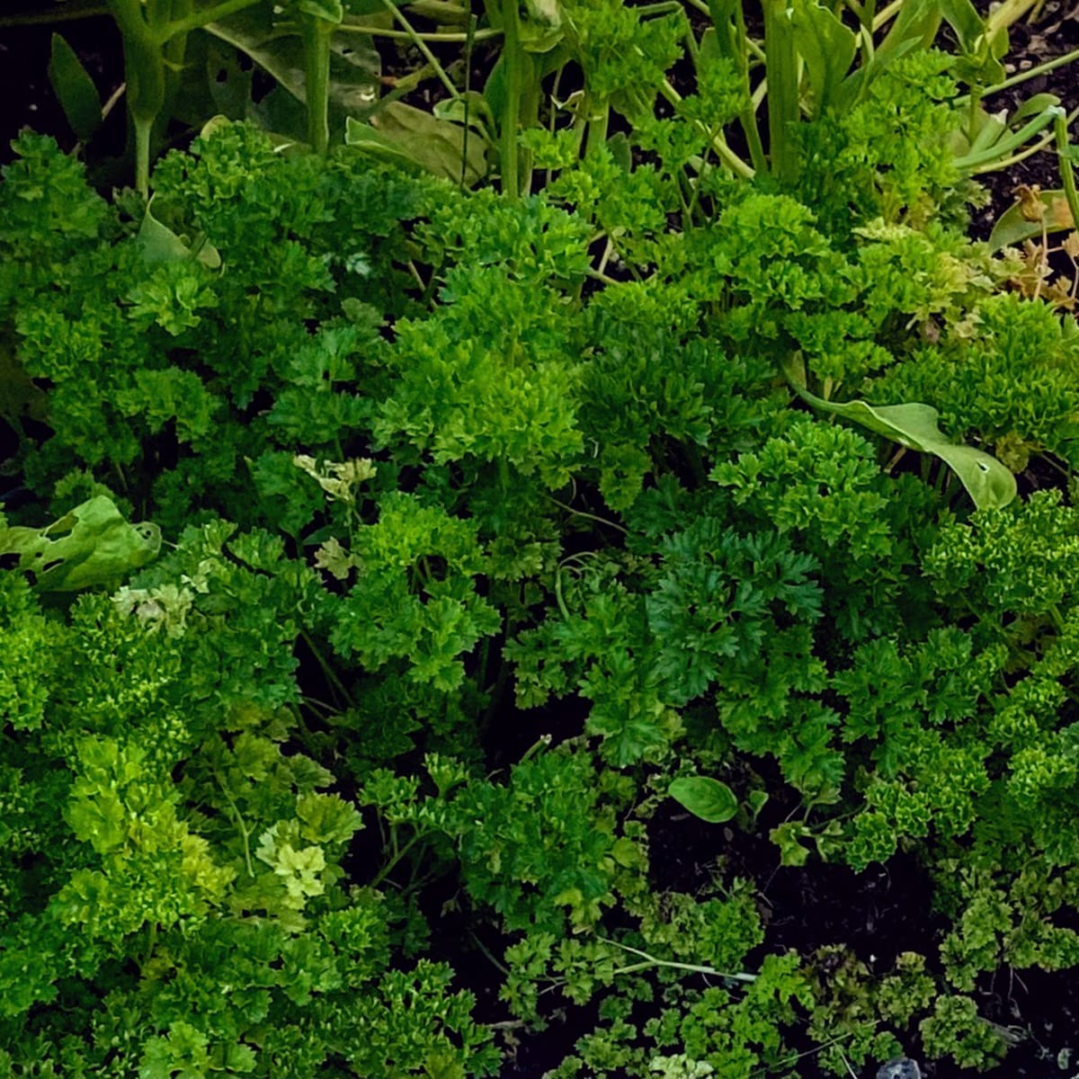 parsley-lush-dec-15-IMG_2199.jpg