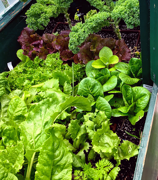 Lettuce_harvest_IMG_3530.jpg