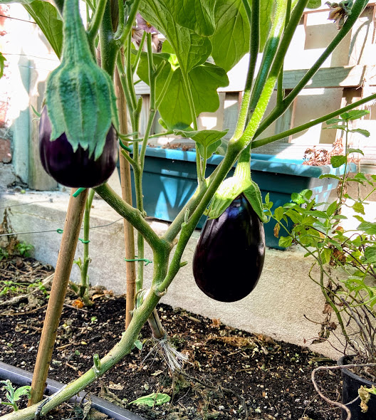 Eggplant_stakimg_2_IMG_2930.jpg