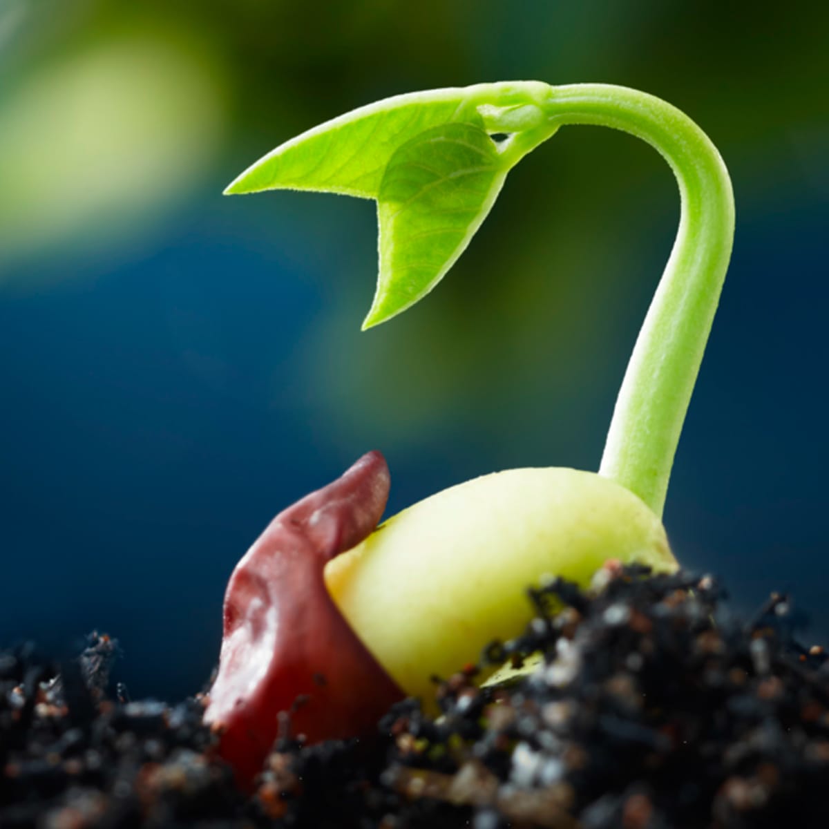 seedling-germination-soil.jpg