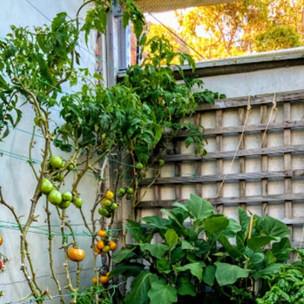 tomatoes-and-sunrise.jpg