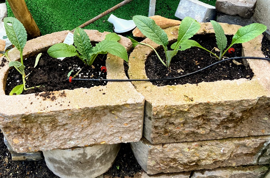 Artchokes_4_seedlings_IMG_1273.jpg