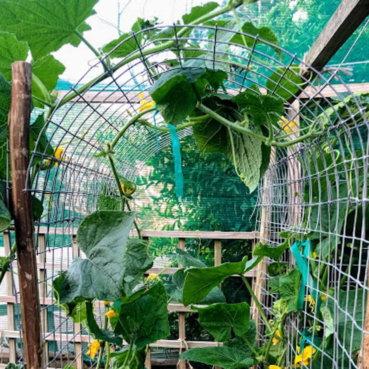 cucumber-trellis-dome.jpg
