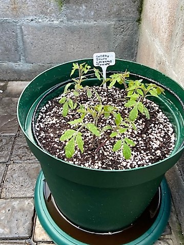 Containers_cherry_drops_cocktail_tomato_IMG_4220.jpg